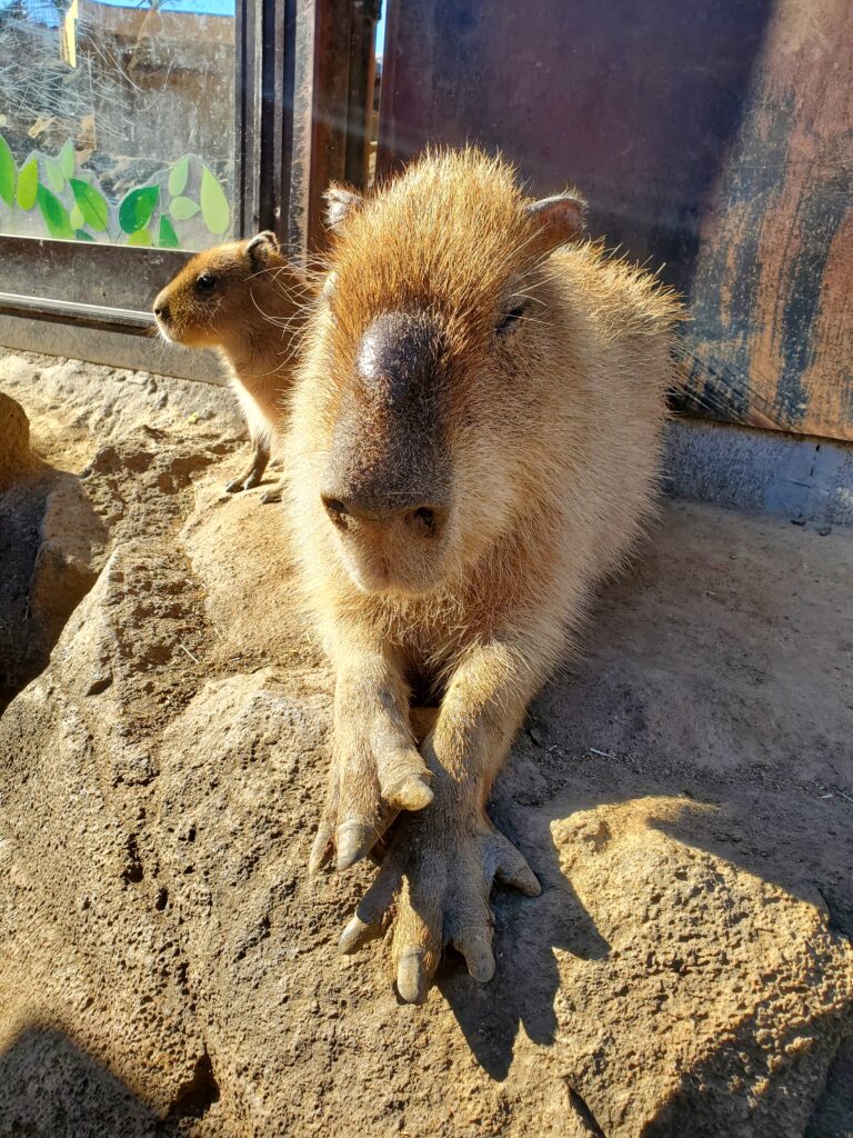 日向ぼっこしている伊豆シャボテン公園のカピバラ。